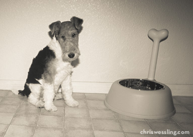 purebred wire fox puppy