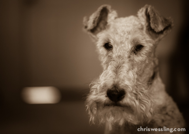 top breed wire fox terrier