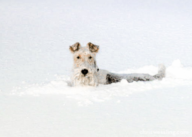 purebred wire fox terrier