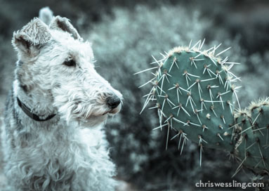 poisoness cactus dogs