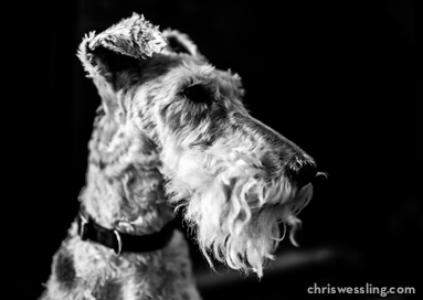 purebred wire fox terrier