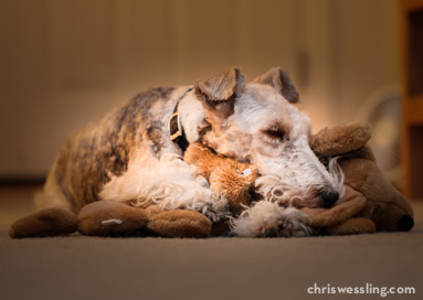 wire fox terrier dog toys