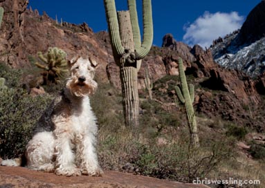 purebred wire fox terrier