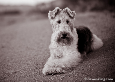 kansas wire fox terrier