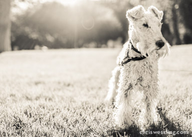 purebred wire fox terrier