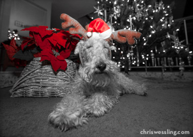 wire fox terrier costume