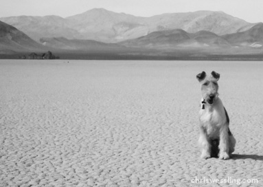 purebred wire fox terrier