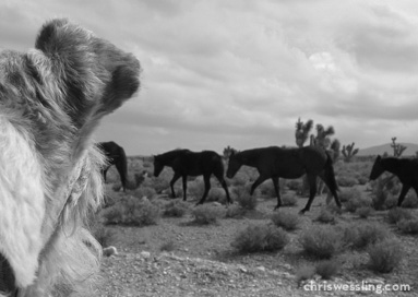 wild horses mt. charleston