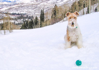 aspen colorado wire fox terrier