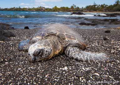 giant sea turtle don't touch