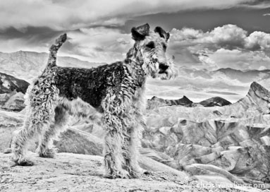 u2 the joshua tree