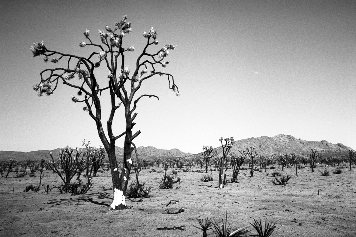 ilford pan f plus 50 mojave preserve